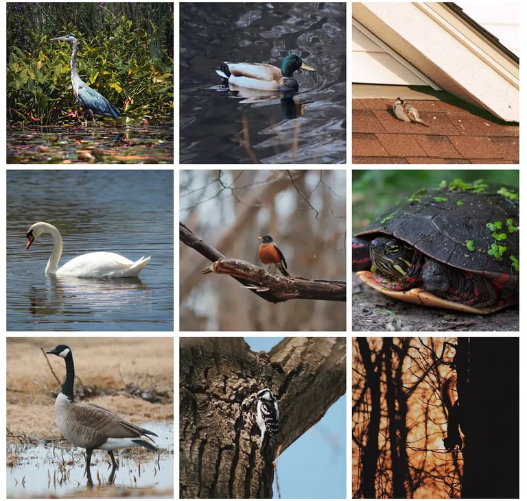 Nine images of birds, a squirrel and a turtle. The colors are vibrant.