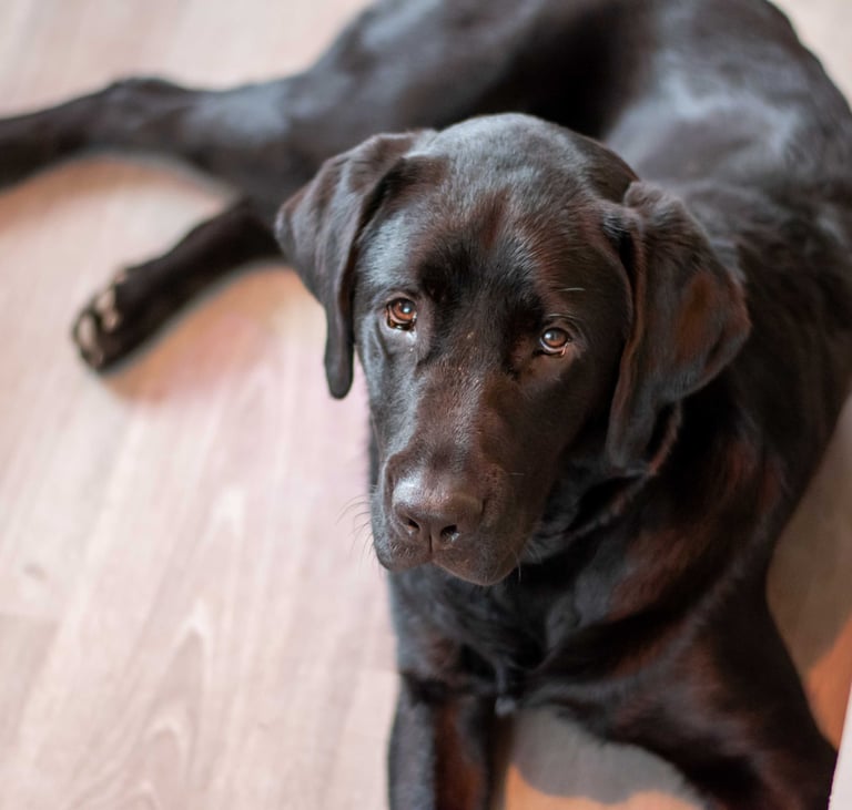 a dog is laying on the floor in a room