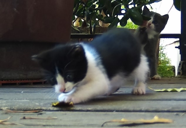 LItter 2, we named this one piggy.