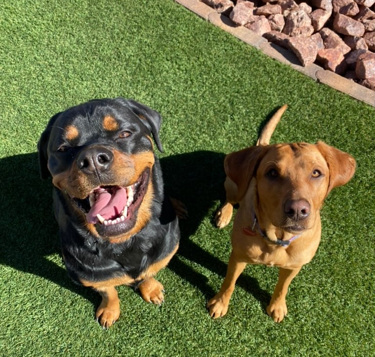 Two dogs smiling up at the camera because they are safe, comfortable, and having fun at home.
