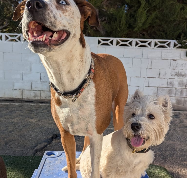 two dogs having fun at doggy day care, smiling, safe, happy, fun, positive, structured, energy, 