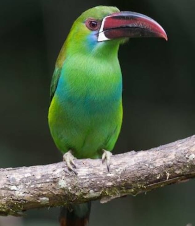 Un tucan esmeralda en la reserva