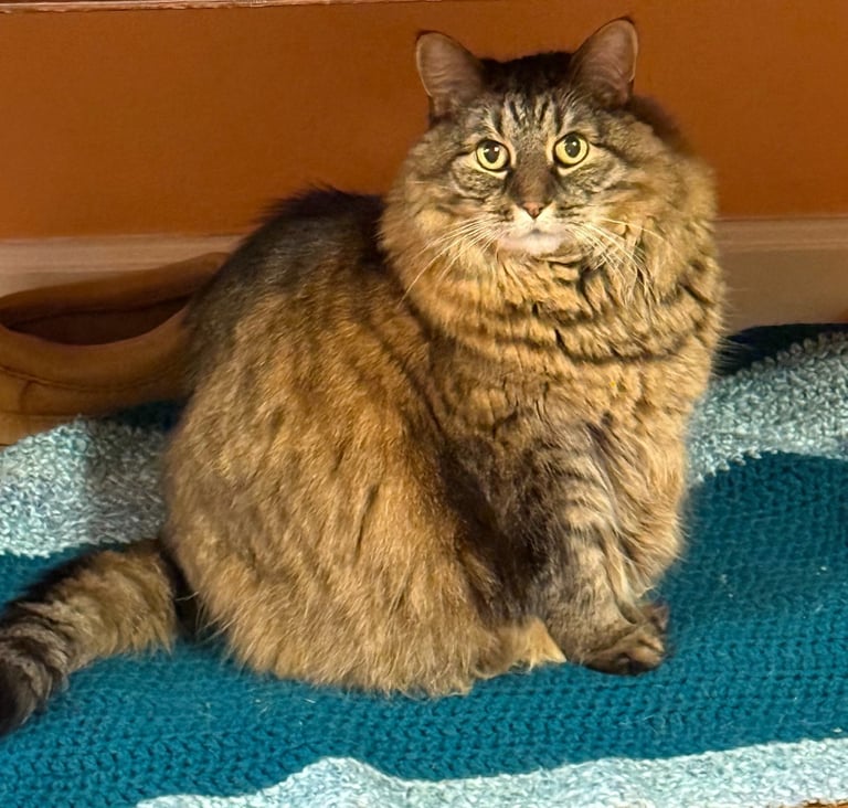 A fluffy long-haired tabby cat sitting on a blue crocheted blanket indoors.