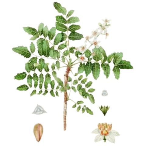 a plant with flowers and leaves on a white background