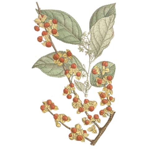 Jyotishmati (Intellektbaum)