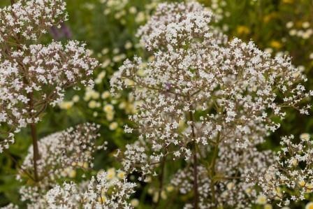 Valerian (Valeriana Officinalis)