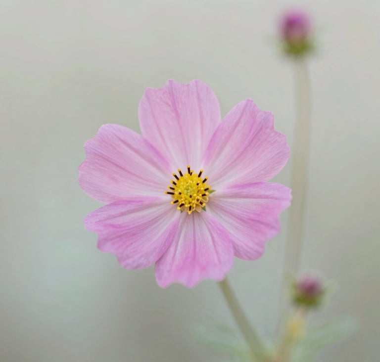 A professional macro photograph of a delicate pink wildflower with soft petals, focused sharply with a shallow depth of field against a blurred light mint and off-white meadow background, North American / US, morning light.