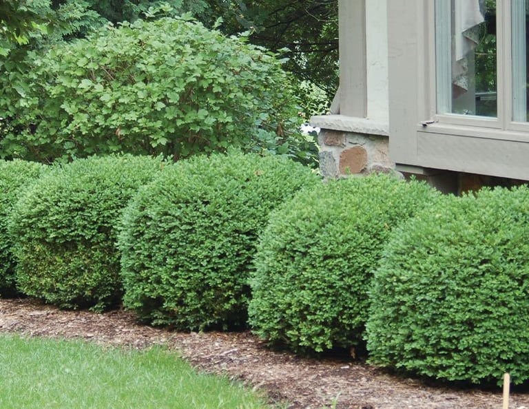 a row of bushes in a garden