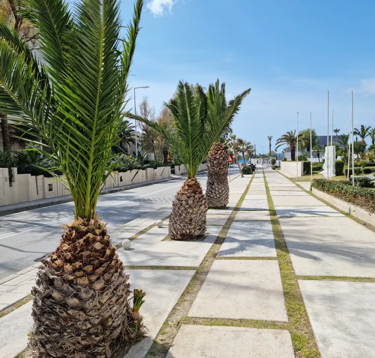 Tropical palm trees lining a modern stone walkway along a coastal resort street under a blue sky.