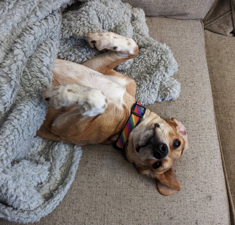 a dog laying on her back under a blanket on a couch