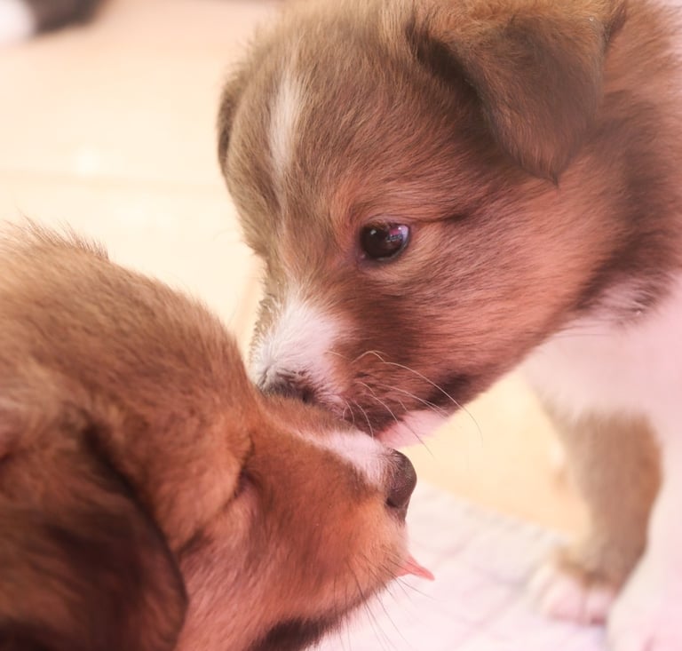 Cachorros de Pastor de las islas de shetland, shetland sheepdog
