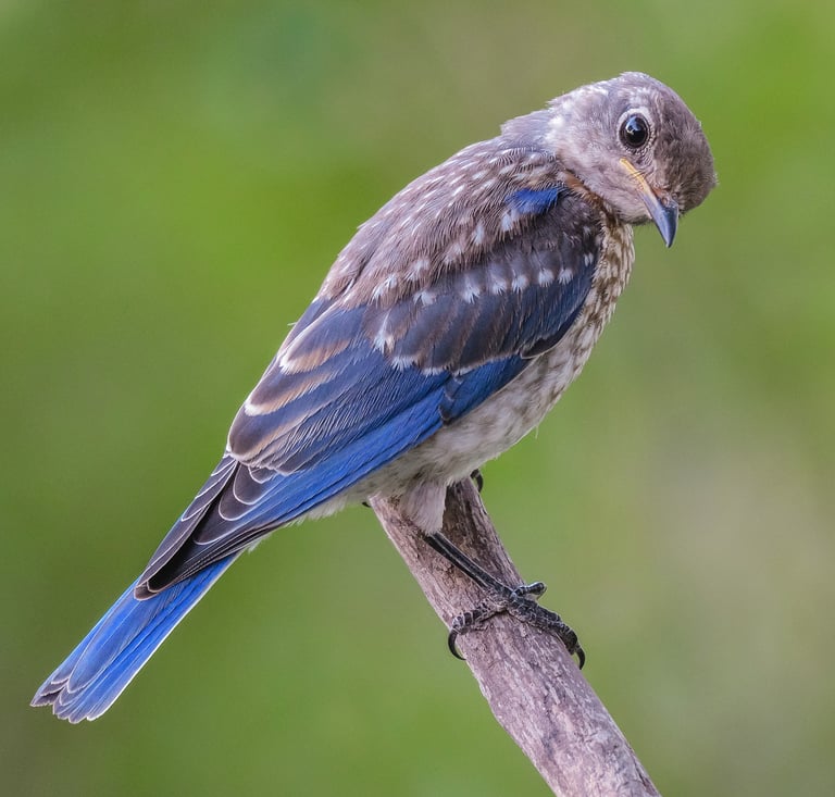 Juvenile Eastern Bluebird giving camera the stink eye