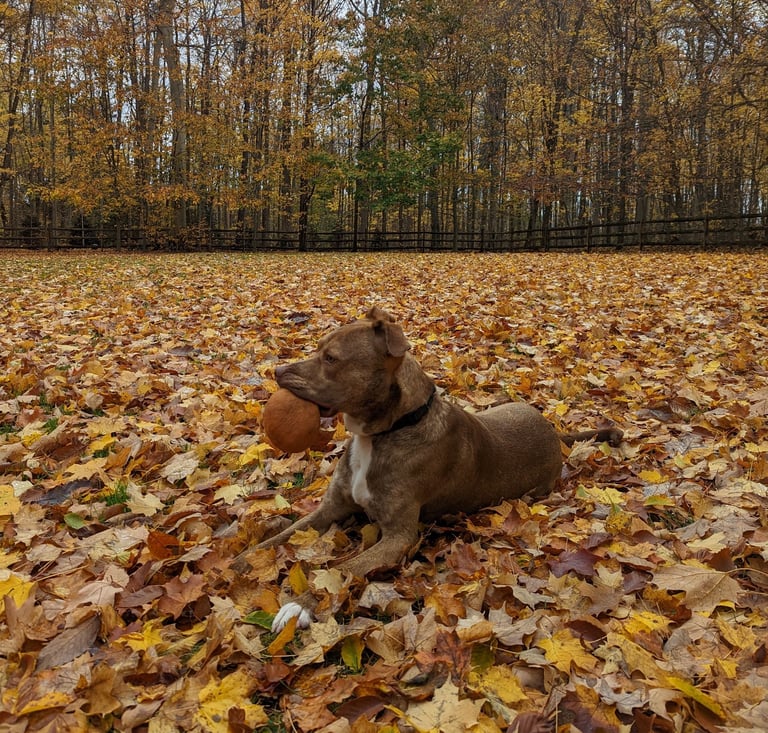 a dog sitting in a pile of leaves, holding a stuffed toy