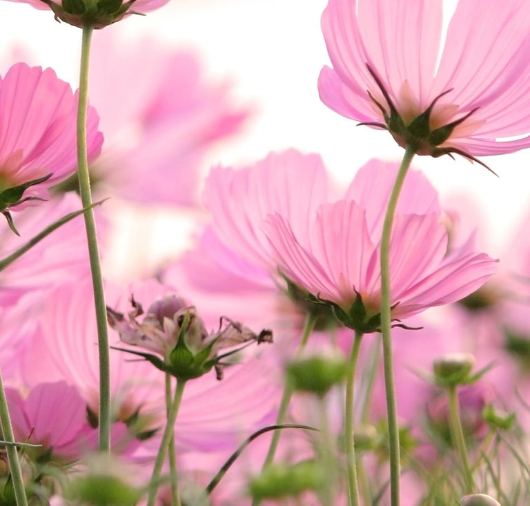 Belles fleurs roses