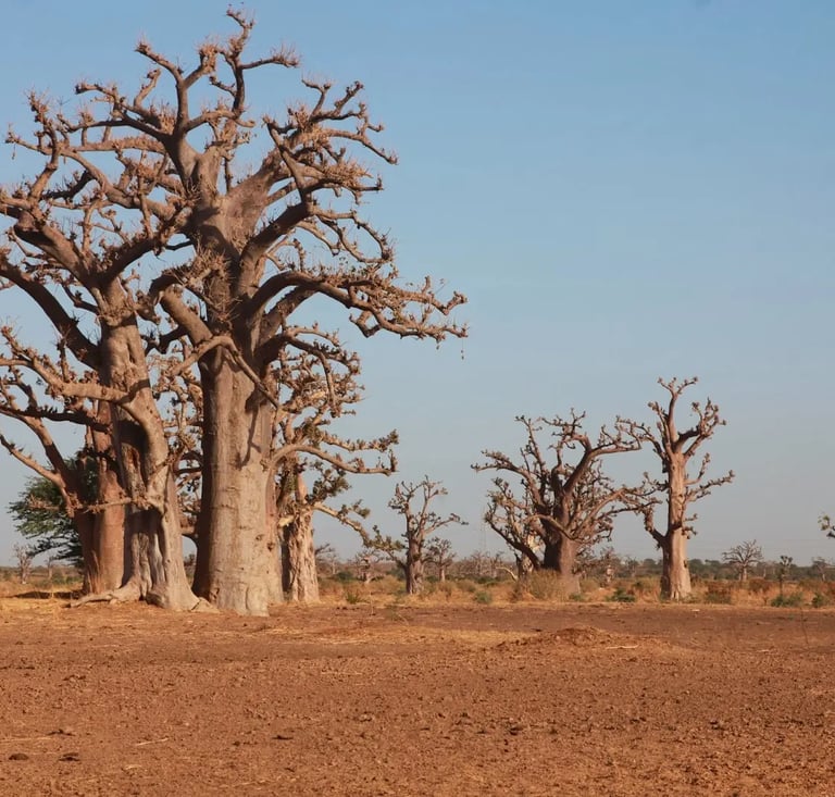 Baobabs du Sénégal — TeralTravel destinations certifiées