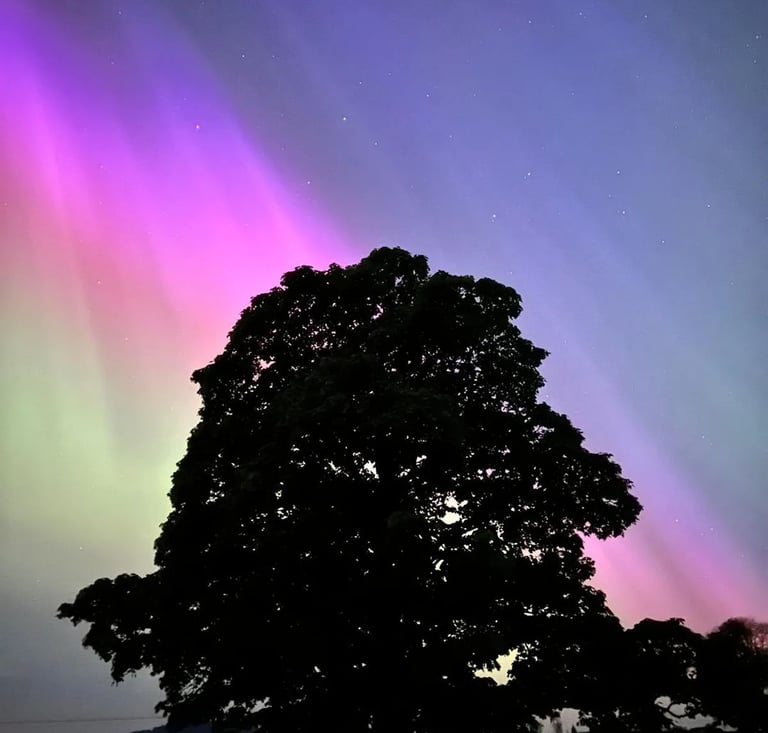 tree in the foreground of the northern lights