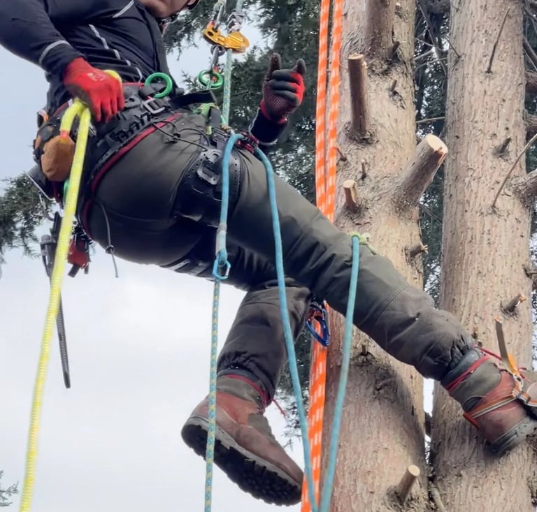 dan from tree cut services
