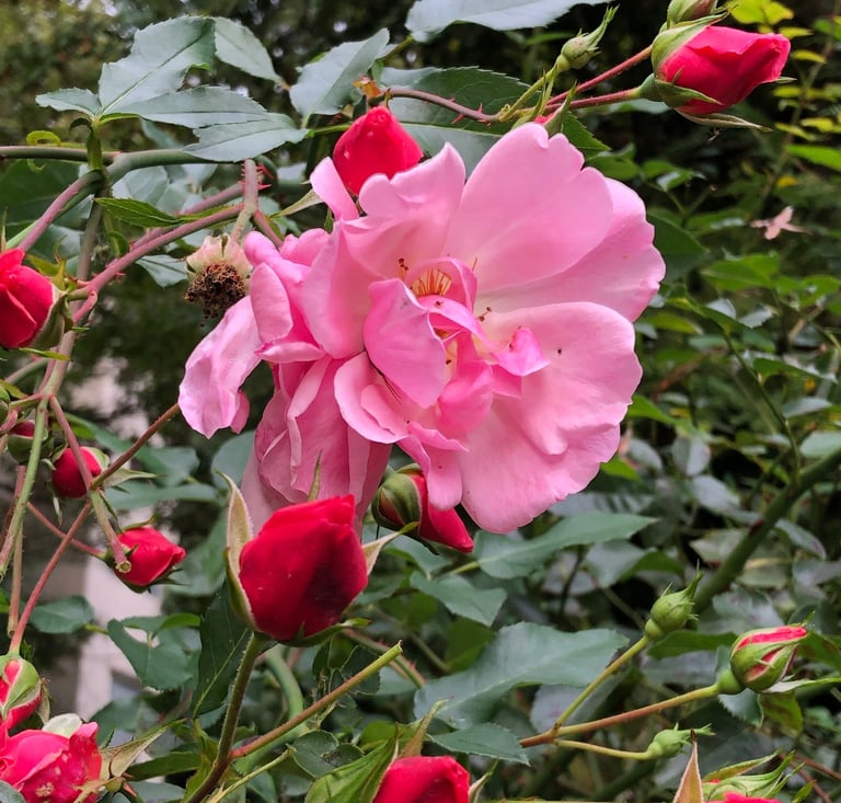rose as an example for herbal remedy in East and West