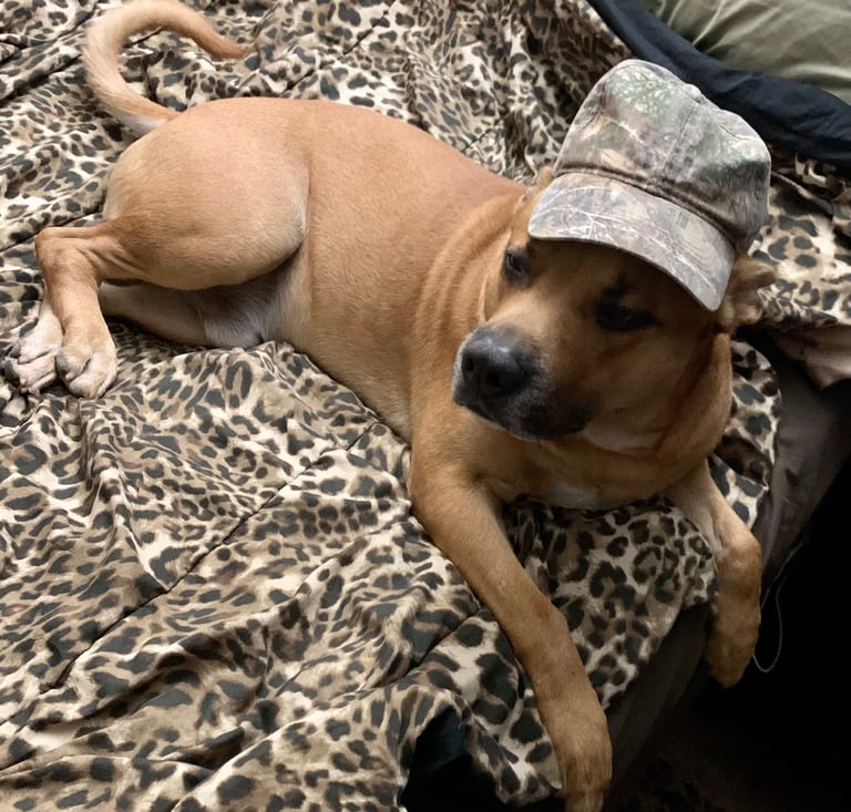 cute puppy on bed wearing camouflage hat