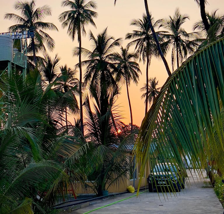 Family weekend picnic place near Surat: Sunset through towering palm trees, casting warm glow over the landscape