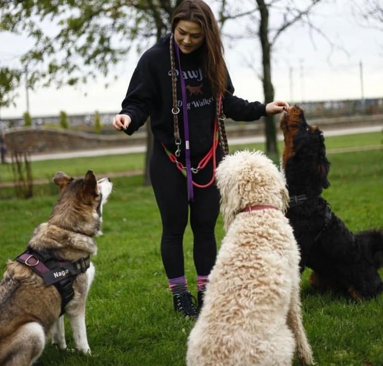 a dog trainer in a black hoodie and three dogs are standing in the grass in Blackrock park