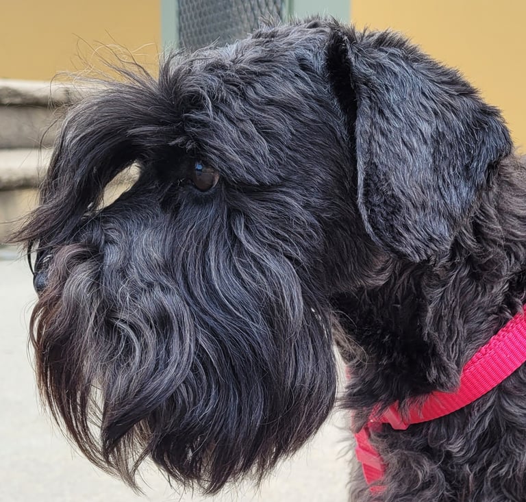Femelle Schnauzer des Diamants Noirs d'Also