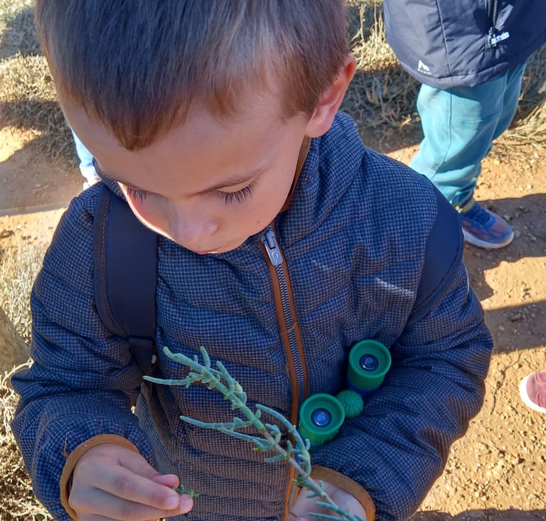 Observation de la salicorne par un enfant, sortie éducative à Portiragnes