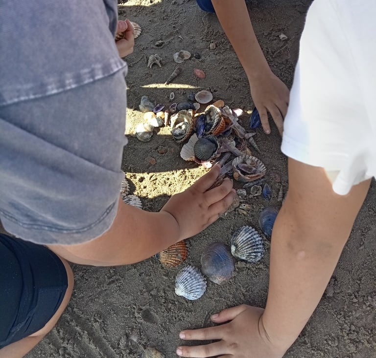 Découverte de la laisse de mer par des enfants, tri et land art avec coquillages sur la plage.