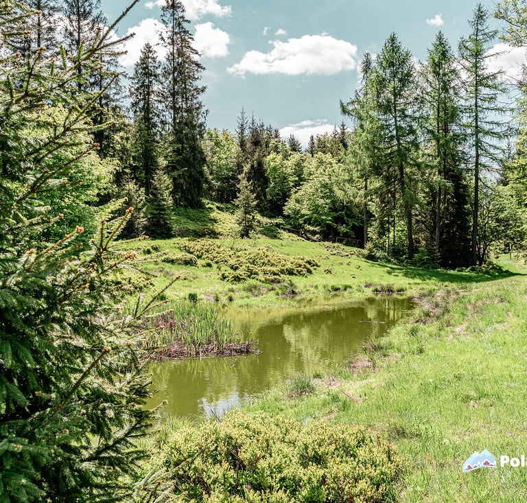 sadzawka na polanie, Polana Suche