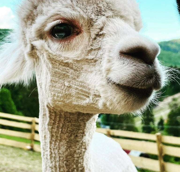 zwierzyniec, alpaki, kozy, owce, dla dzieci