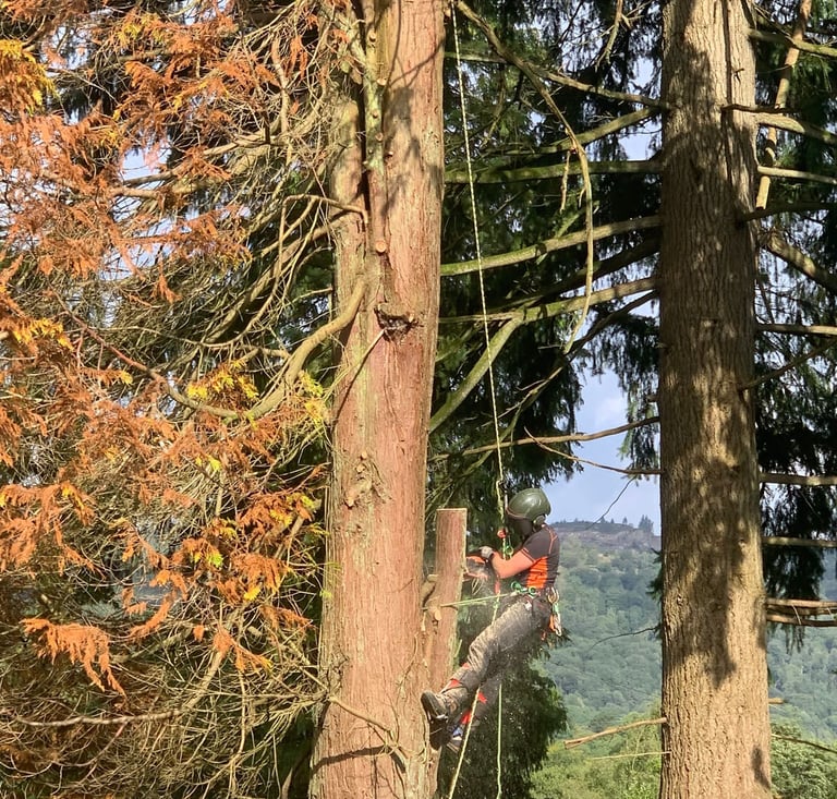 tree surgeon cutting a tree in the air
