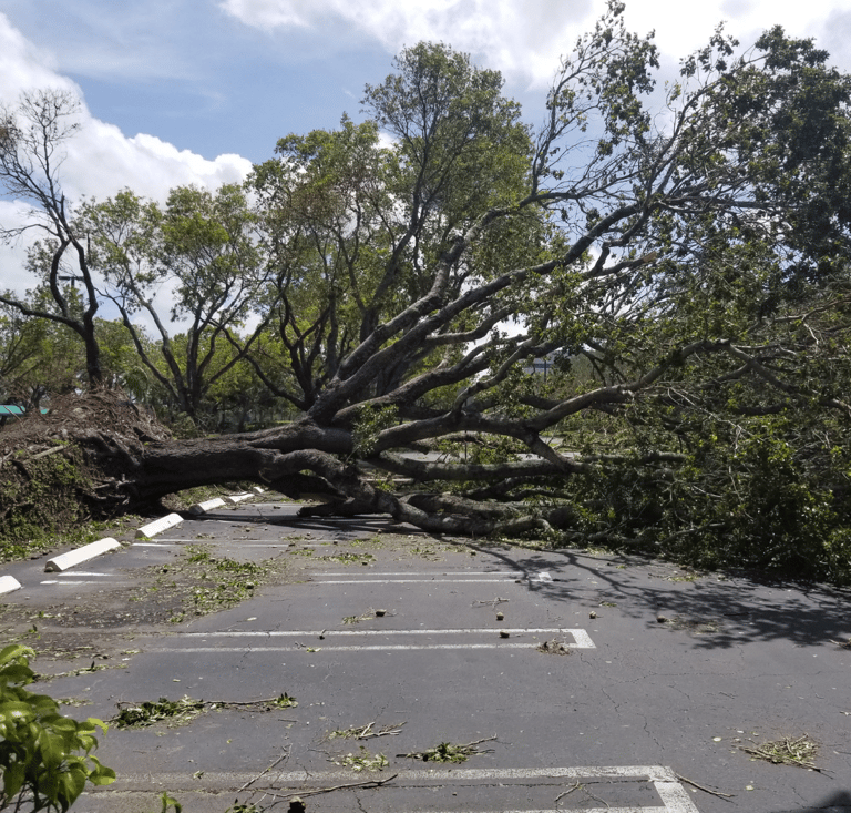 fallen tree on a road