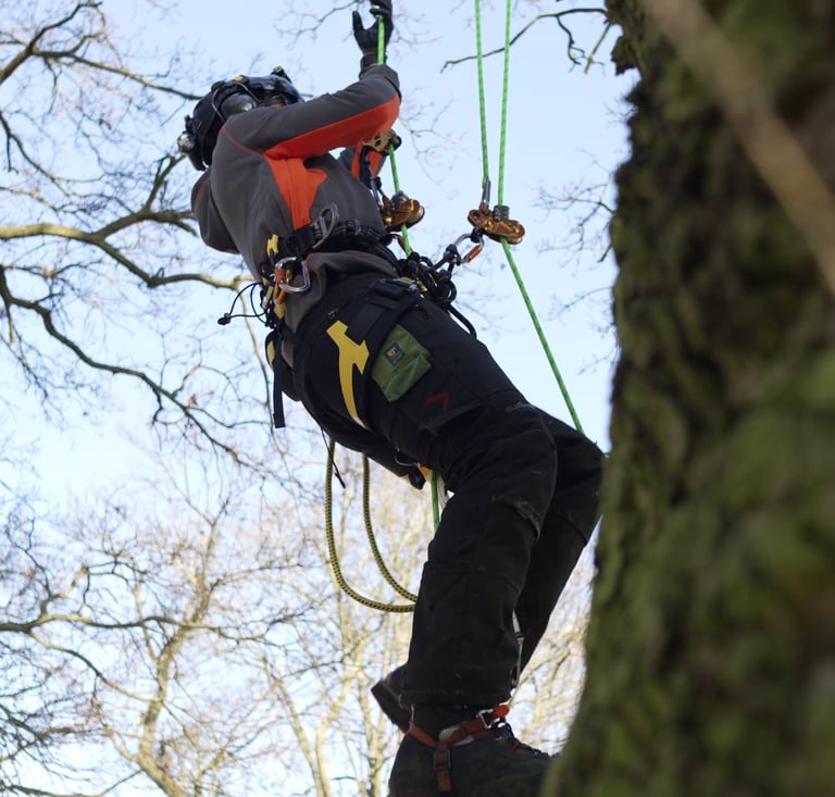 tree surgeon climbing a tree