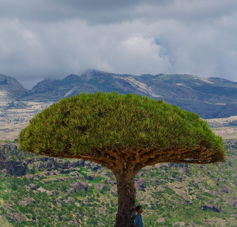 Socotra island tour dragon blood tree
