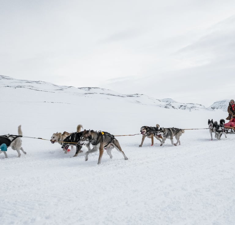 Sanie ciągnięte przez psy na północy Szwecji.