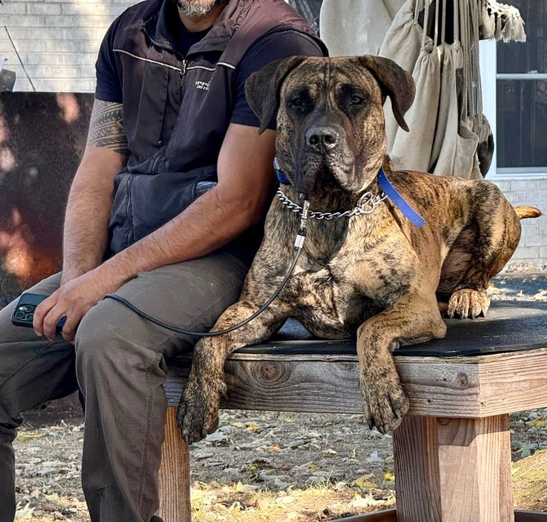 Dog trainer in Tampa sitting with a calm large brindle Presa Canario mastiff