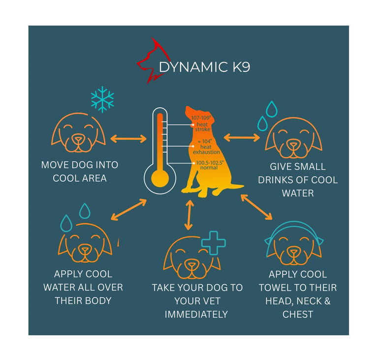 Infographic: 5 steps to cool a dog during heat stroke – Dynamic K9 Tampa.