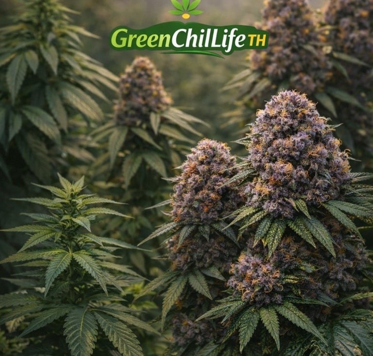 bunjanga cannabis premium flower thailand terpene rich buds curated strain high quality indoor grown weed