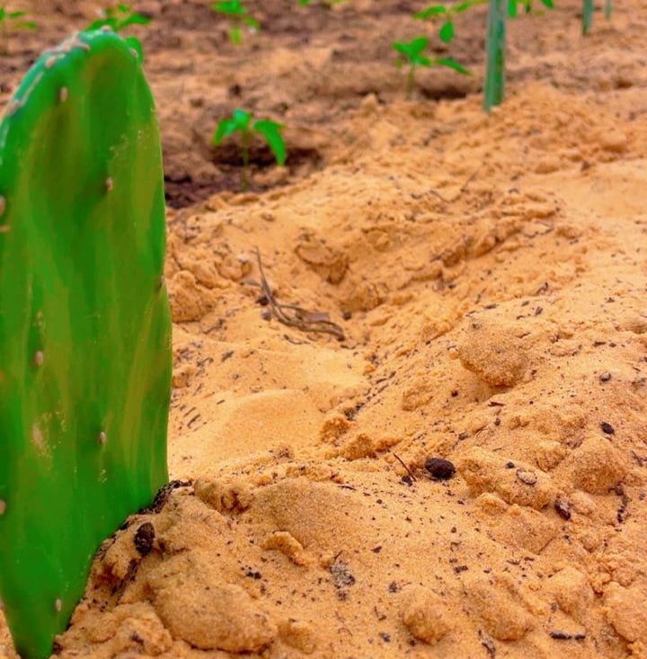 Utilisation du cactus pour rétablir le sol agricole