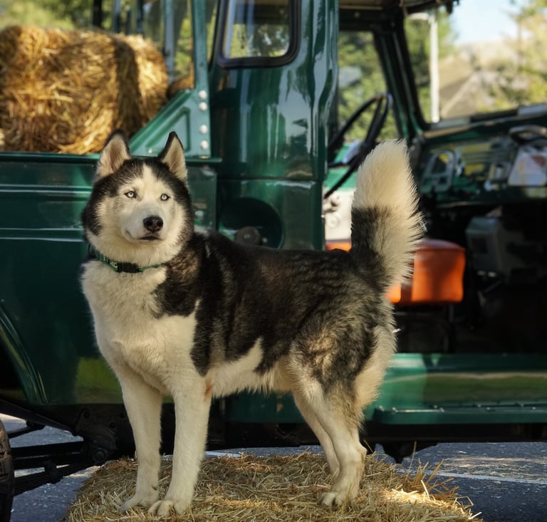 Photo of a husky dog in front of a green 1967 Toyota Land Cruiser.