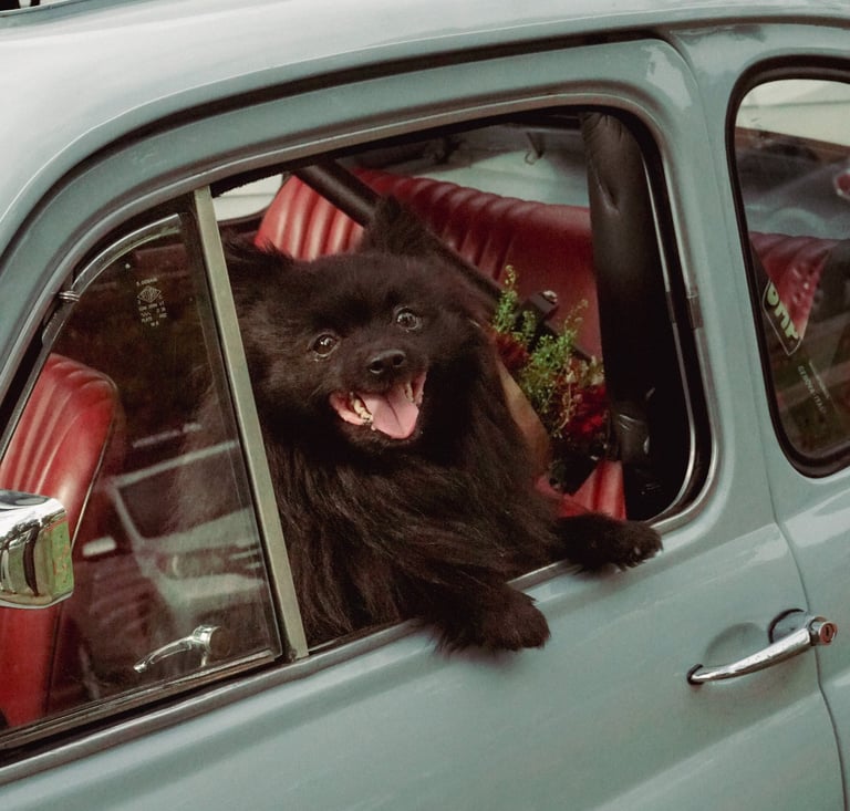 Photo of a black Pomeranian sitting in the passenger seat of a 1974 Fiat 