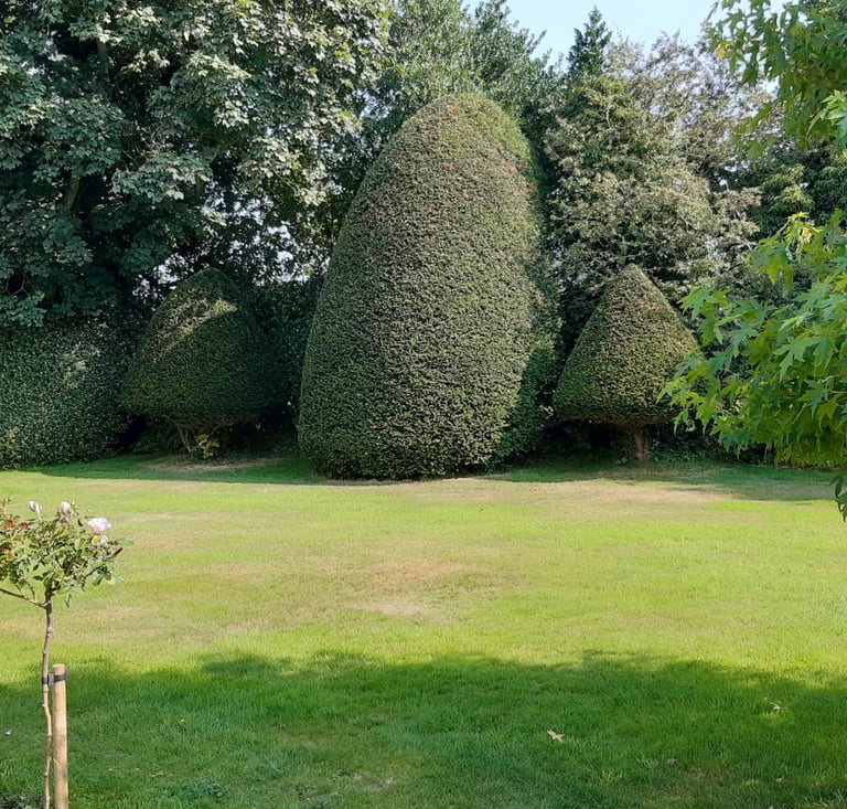 hedge trimming