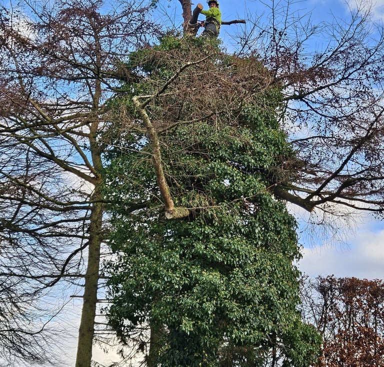 ivy removal
