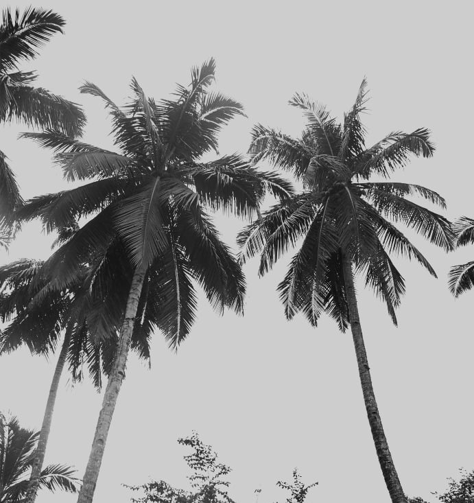 a black and white photo of palm trees