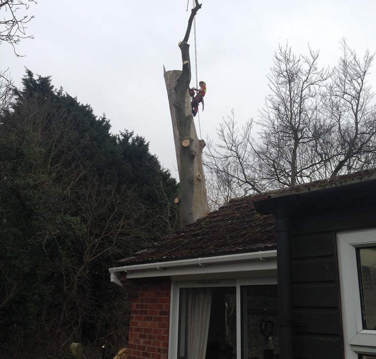 tree surgeon tree removal