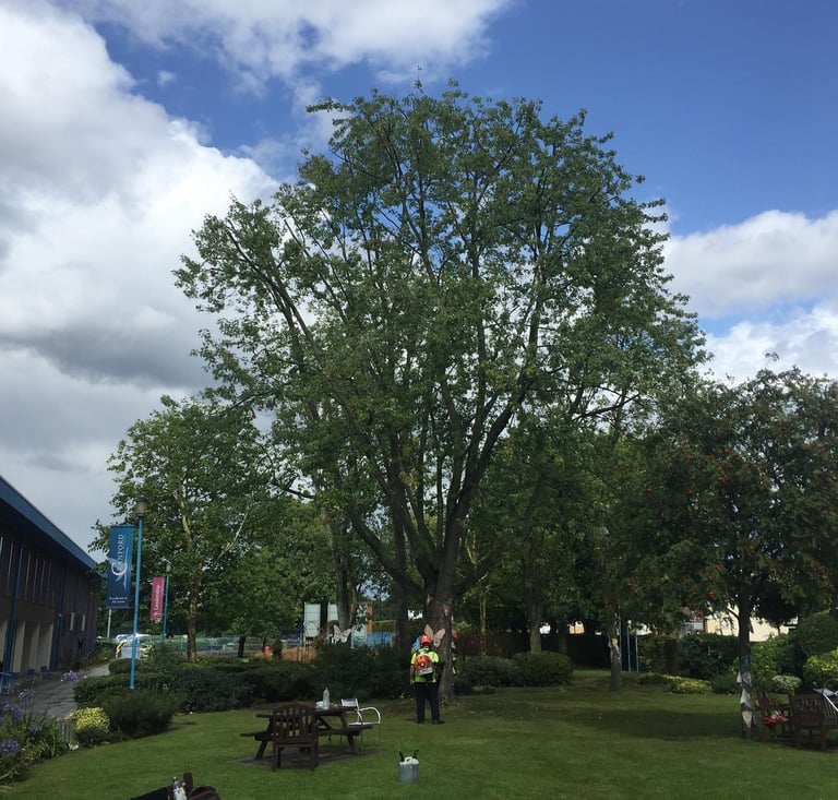 tree surgeon pruning a tree