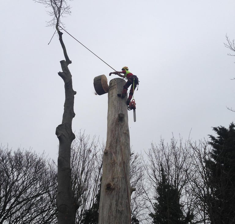 tree surgeon using a chainsaw up a tree