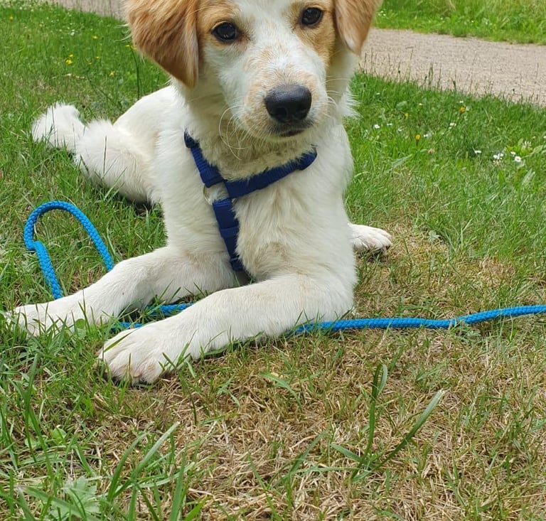 Junghund im Einzeltraining