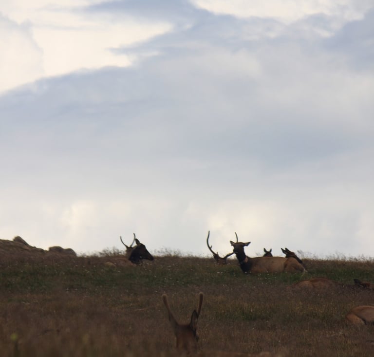Elk in Rocky Mountain National Park, Summer 2015