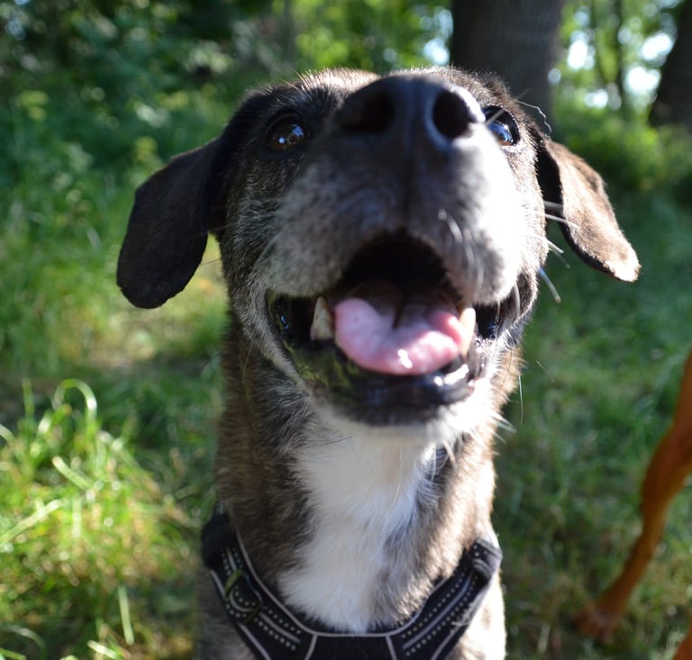 Dogz' Erding glückliche Hunde Natur